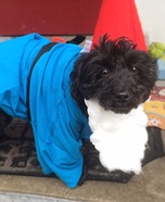 Gnome Dog Homemade Costume