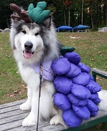 Ideas creativas de disfraces para perros: Gelatina de uva