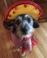 Harley O'Lay Dog Costume