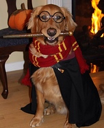 Easy DIY Harry Potter Dog Costume