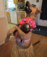 Hawaiian Hula Dancer Dog Costume