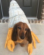 Hermit Crab Homemade Costume