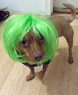 Hip Hop Dog Homemade Costume