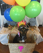 Hot Air Balloon Dog Homemade Costume