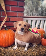 Hot Dog Costume