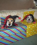 Jack in a Box Dogs Homemade Costume