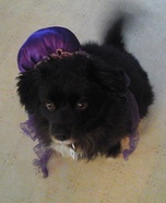 Jellyfish Dog Homemade Costume