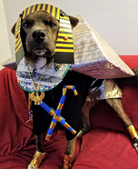 KIng Pup Homemade Costume