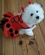 Lady Bug Dog Costume