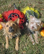 Ladybug and Bumblebee Dogs Costumes