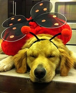 Ladybug Dog Costume
