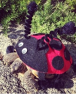 Ladybug Tortoise Homemade Costume