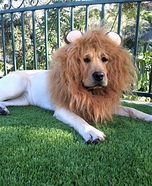 Lion Dog Homemade Costume