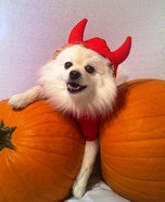 Little Devil Dog Halloween Costume