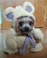 teddy bear dog costumes