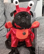 Lobster Pug Costume