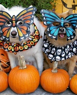 Mardi Gras Butterfly Dogs Homemade Costume