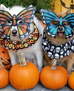 Mardi Gras Dogs Homemade Costume