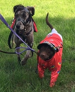Megabucks the Racehorse & her Jockey Penny Homemade Costume