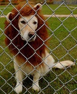 Molly, the Golden Lion Costume