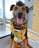 Mr. T Bone Dog Homemade Costume