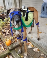 Ninja Turtle Dogs Costume