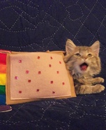 Homemade Nyan Cat Costume