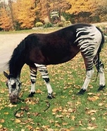Okapi Horse Homemade Costume