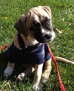 Patriots Fan Homemade Costume