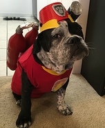 Paw Patrol Marshall Homemade Costume for Dogs