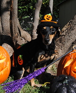 Paw Witch Dog Homemade Costume