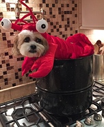 Paws & Claws Costume