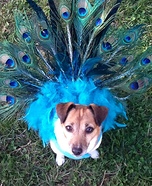 Peacock Dog Costume