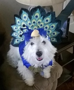 Peacock Puppy Homemade Costume