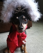 Pirate Dog Costume