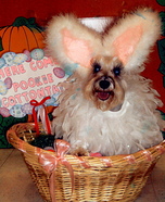 Easter Bunny Halloween Costume for Dogs