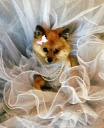 Pretty Fashionista Dog Homemade Costume