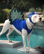 Pretty Peacock Dog Homemade Costume