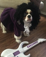 Prince Dog Homemade Costume