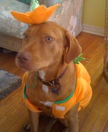 Pumpkin Costume for Pets