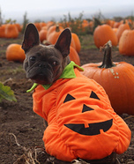 Pumpkin at the Pumpkin Patch Costume