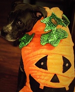 Pumpkin Dog Costume