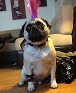 Punk Rock Pug Costume