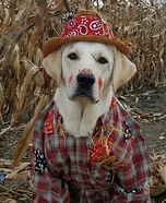 Puppy Scarecrow Homemade Costume