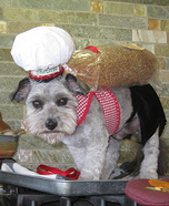 Purebred Dog Homemade Costume