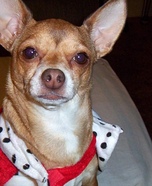 Queen of Hearts Dog Costume