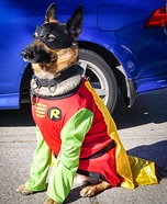 Robin Dog Costume