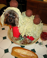 Homemade Spaghetti and Meatballs Costume for Dogs