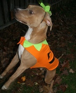 Pumpkin Dog Costume