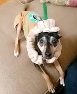 Starbucks Pup Homemade Costume